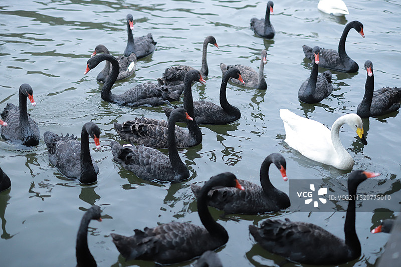 动物园图片素材