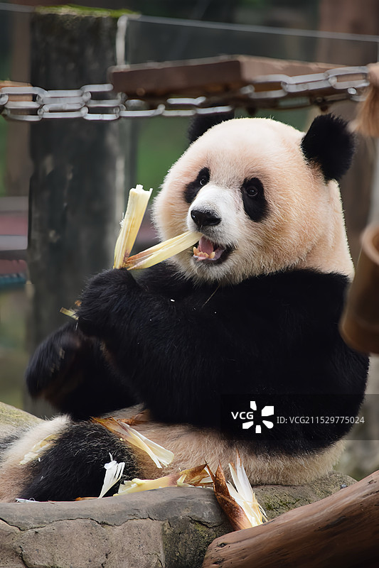 重庆动物园｜熊猫图集图片素材