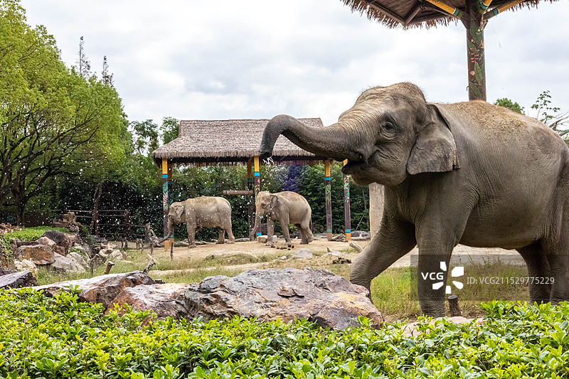 戏水的大象图片素材