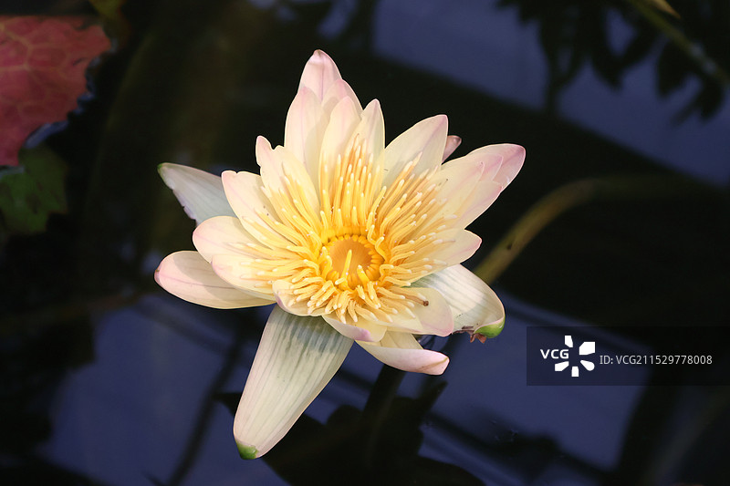 国家植物园的多种睡莲图片素材