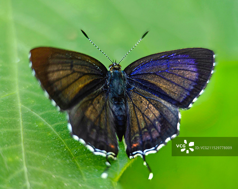 叶子上的蝴蝶图片素材