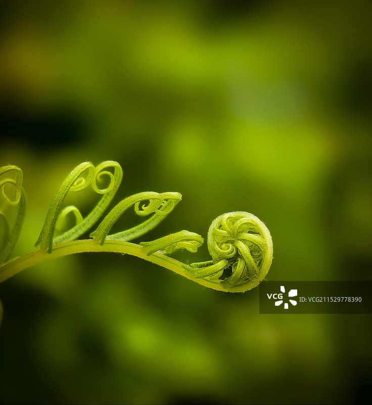 蕨类植物叶子特写镜头图片素材