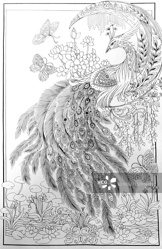 凤凰手绘线描图片素材