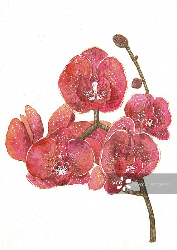 手绘蝴蝶兰图片素材