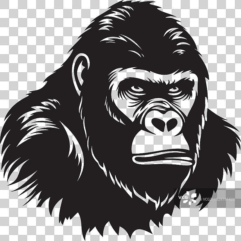 威严的灵长类动物单色象征野生动物图片素材