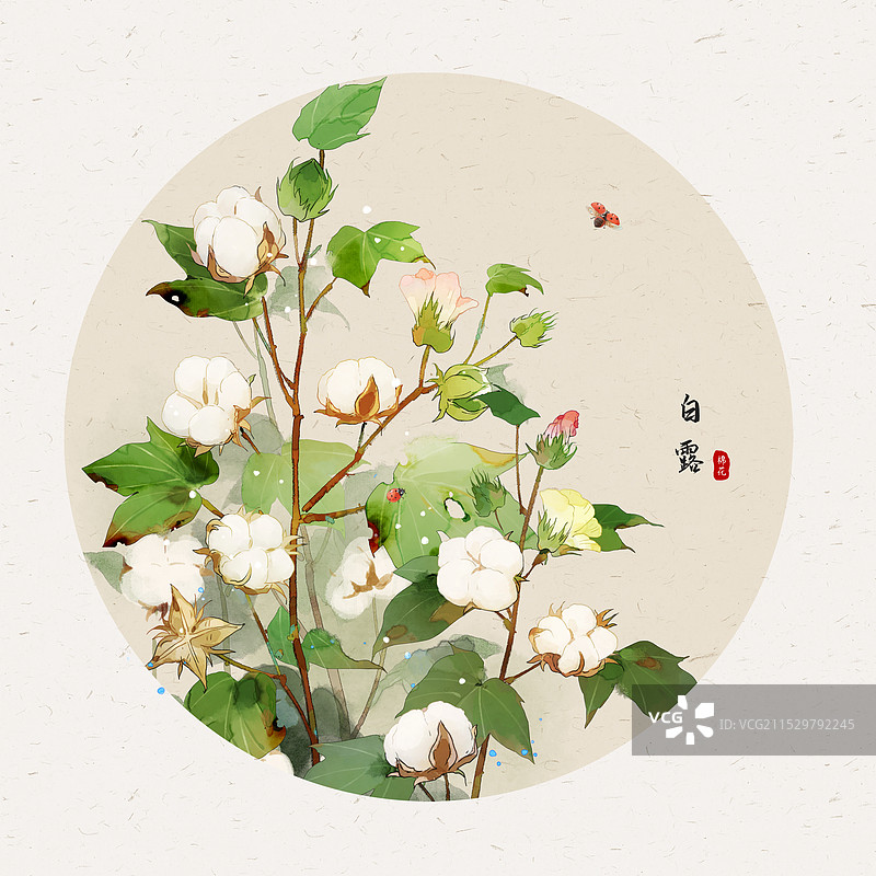 白露棉花圆形图片素材