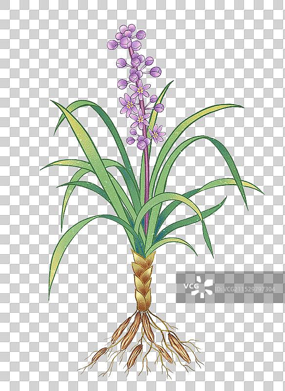 中国传统文化中医养生中草药药材医疗用品之麦门冬麦冬图片素材