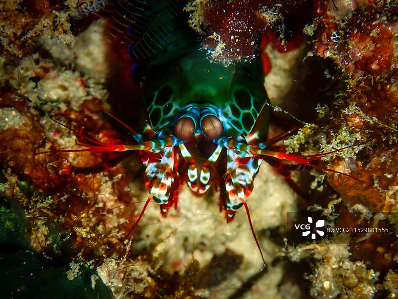 螳螂虾图片素材