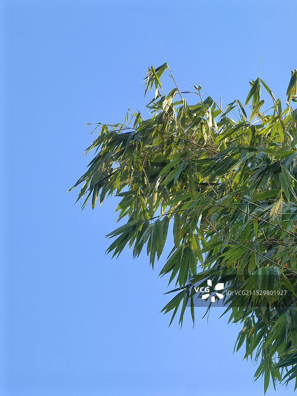 蓝色背景下的竹叶图片素材
