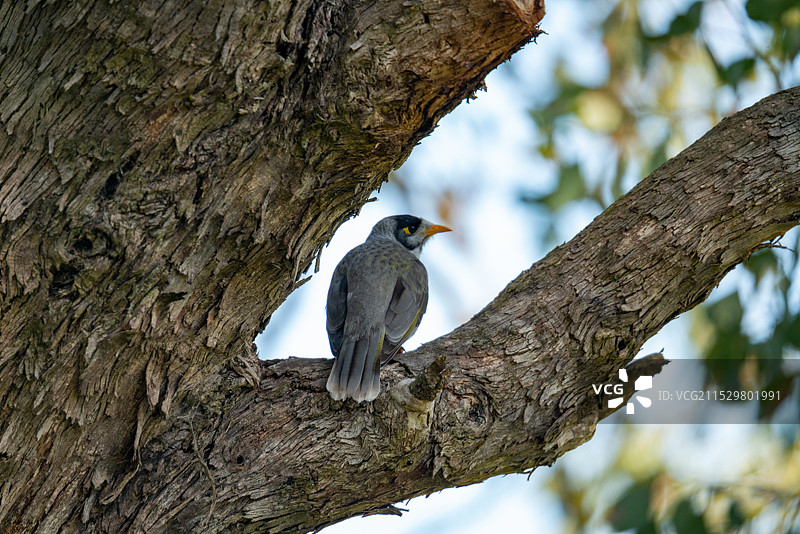 树枝上的小鸟图片素材