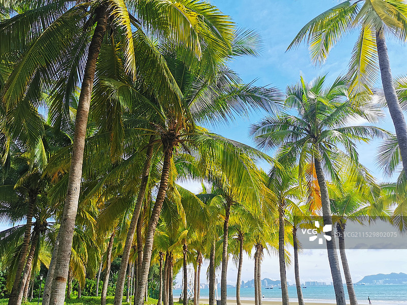 三亚椰梦长廊图片素材