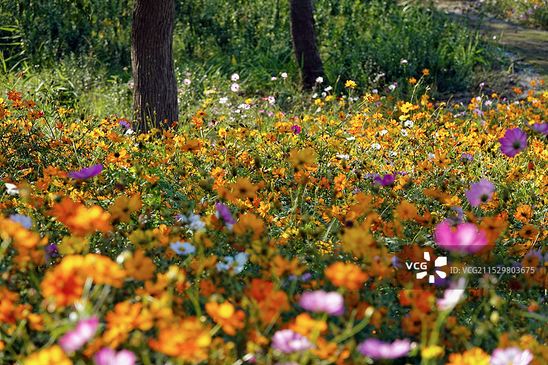 上海滨江森林公园二期秋日百日菊花海图片素材
