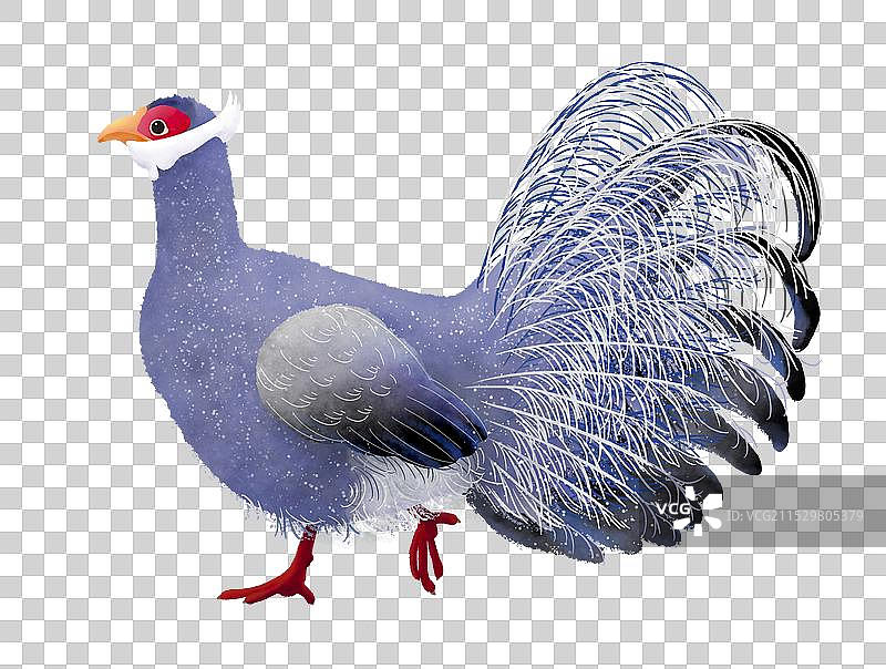 巡山前进的可爱蓝马鸡图片素材