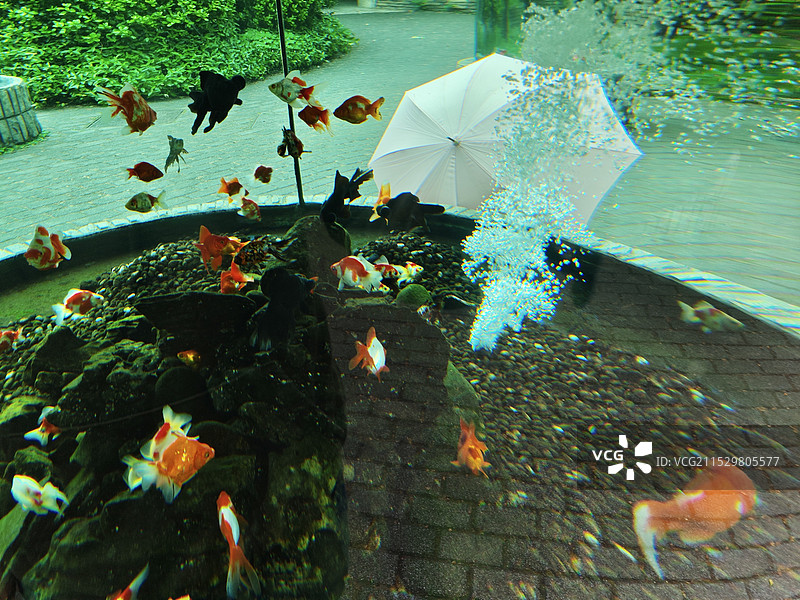 鱼缸外的一把伞图片素材