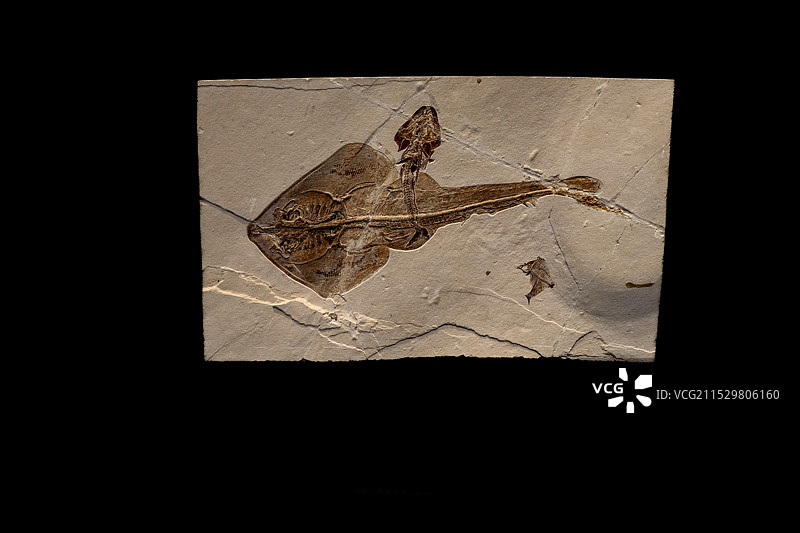 保定自然博物馆海克尔犁头鳐与鲍氏宽鳞鱼标本图片素材