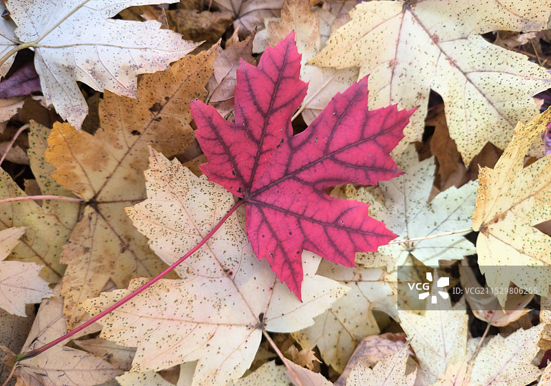 飘落的枫叶图片素材