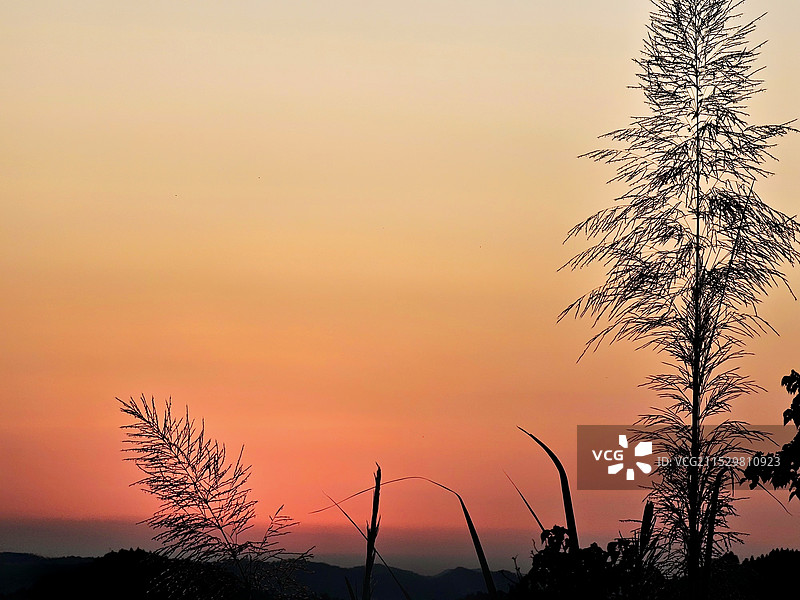 夕日红图片素材