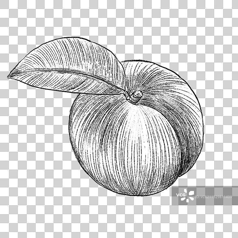 黑白素描水果桃子图片素材