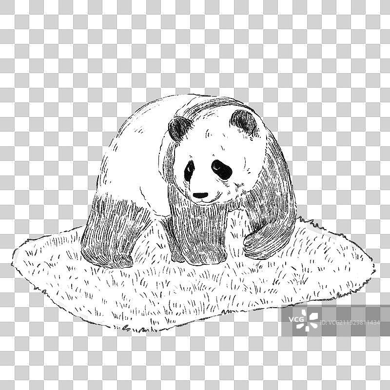 手绘黑白素描动物熊猫.图片素材