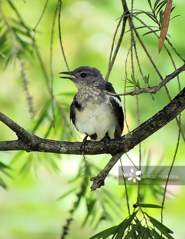 枝头上的喜鹊(magpie on the branch)图片素材