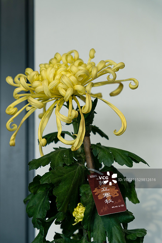 秋天菊花展的精品菊花独本菊黄色菊花特写图片素材