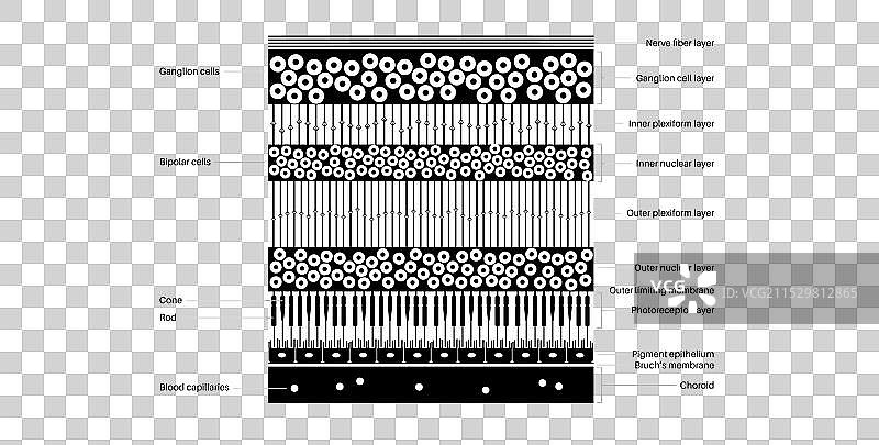 视网膜结构海报图片素材