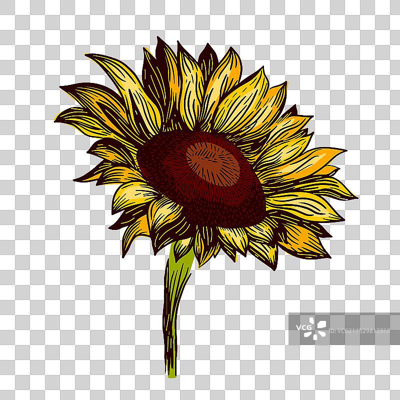 向日葵花卉图形手绘对象图片素材