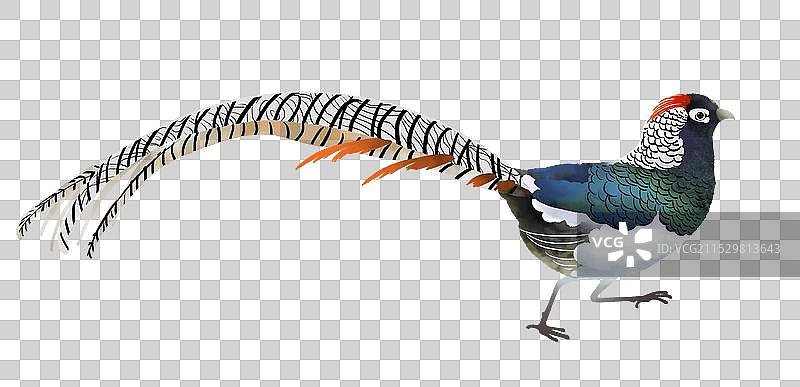 前进的白腹锦鸡图片素材