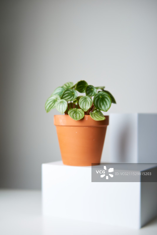 花花草草图片素材