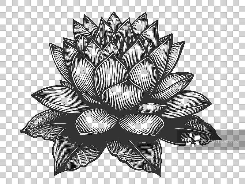 莲花雕刻素描图片素材