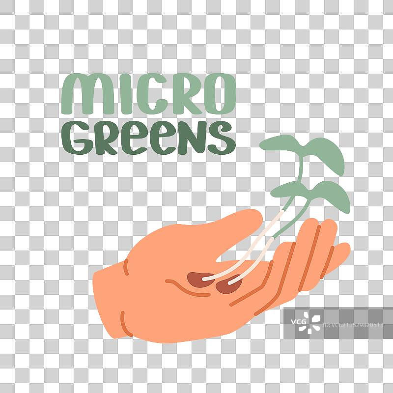 白色人手的开放手掌中握着两株嫩芽图片素材