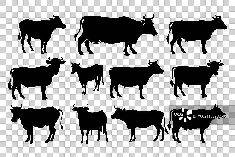 牛在跳跃、站立、行走及其他姿势，黑色背景图片素材