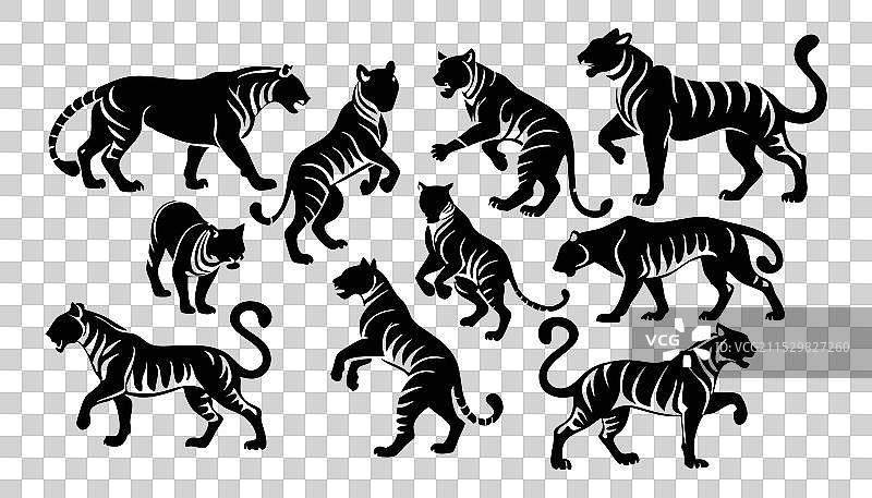 黑色老虎跳跃、站立、行走及其他姿势图片素材