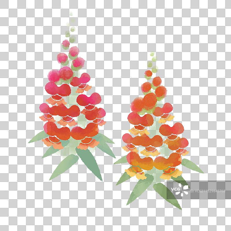 金鱼草红橙图片素材