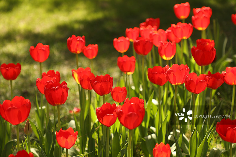 郁金香图片素材