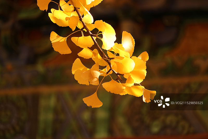 阳光照耀下的银杏叶图片素材