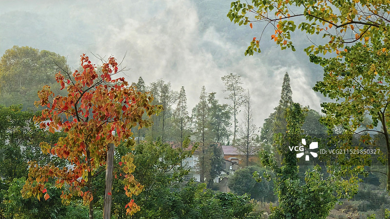 雾锁红叶（湖北省黄梅县袁夫稻田景点）图片素材
