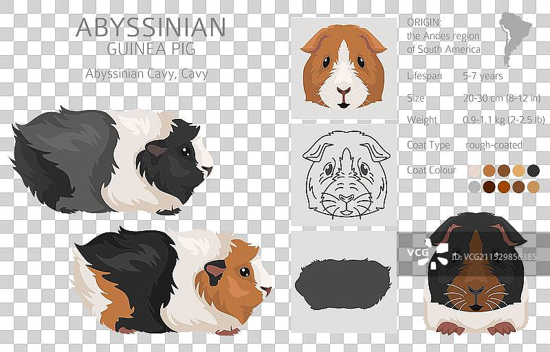 阿比西尼亚豚鼠剪贴画，展示所有毛色图片素材