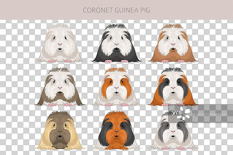 各种毛色的冠冕豚鼠剪贴画图片素材