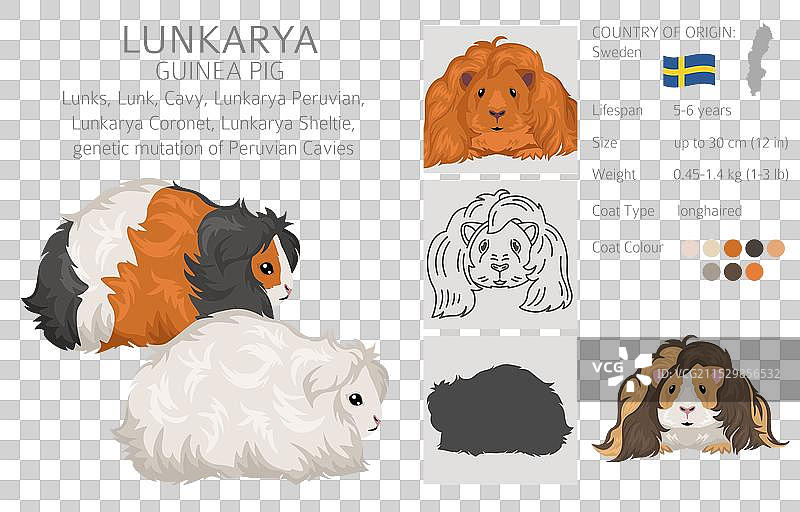 各种毛色的伦卡里亚豚鼠剪贴画图片素材