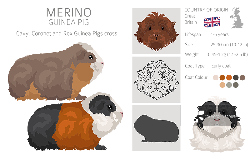 美利奴豚鼠剪贴画，所有毛色的豚鼠图片素材