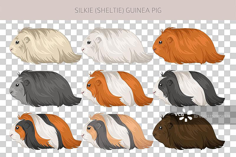 丝滑的豚鼠剪贴画，喜乐蒂豚鼠，所有毛色图片素材