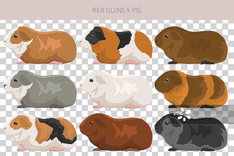 各种毛色的雷克斯豚鼠剪贴画合集图片素材