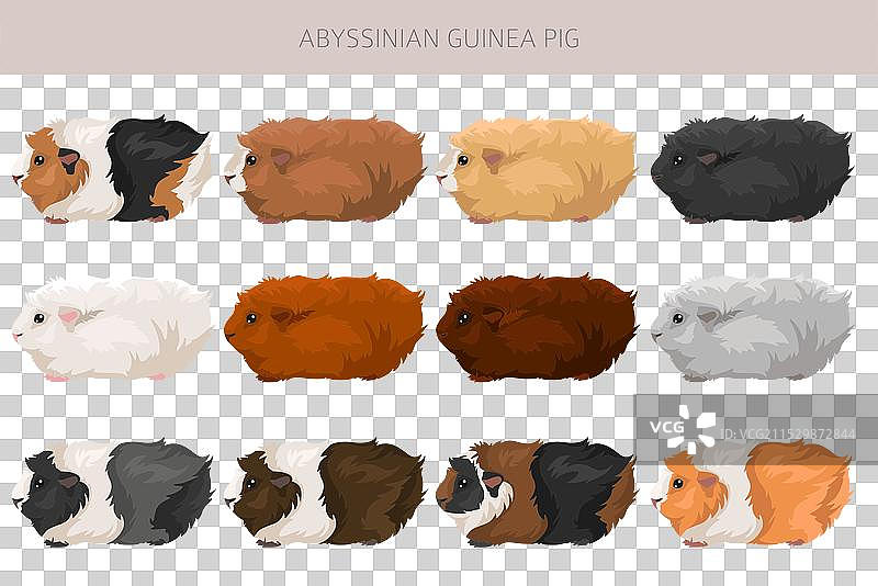 阿比西尼亚豚鼠剪贴画，展示所有毛色图片素材
