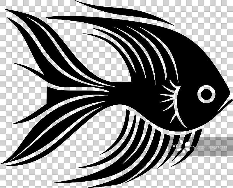 黑白天使鱼图片素材