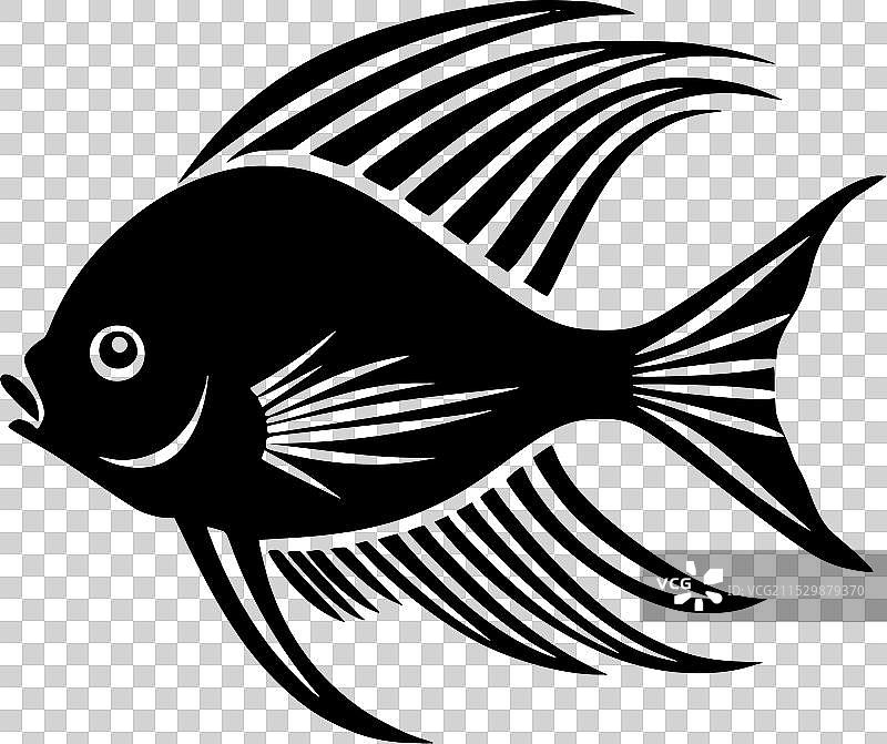 黑白天使鱼图片素材