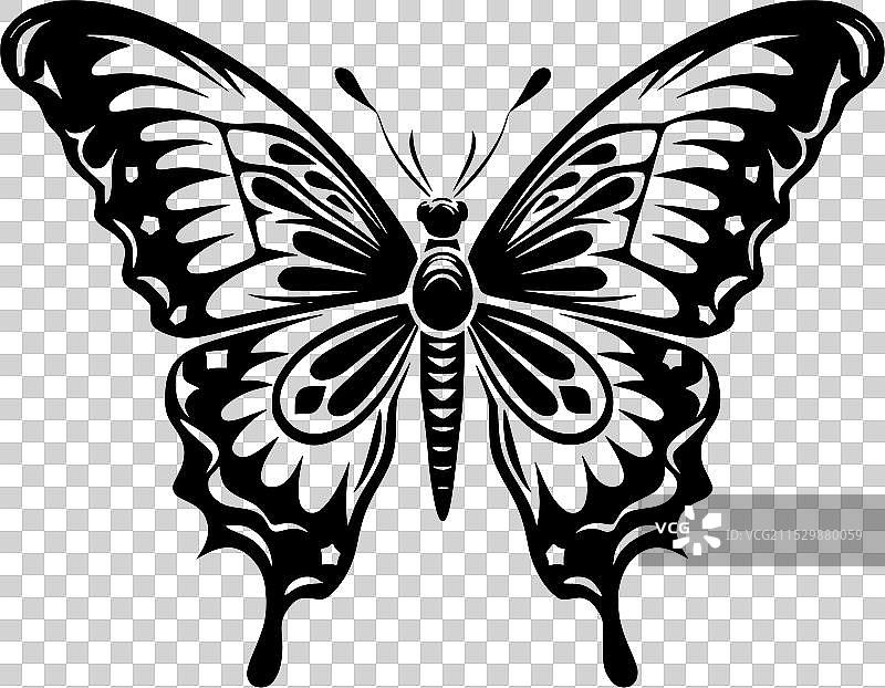 黑白蝴蝶图片素材