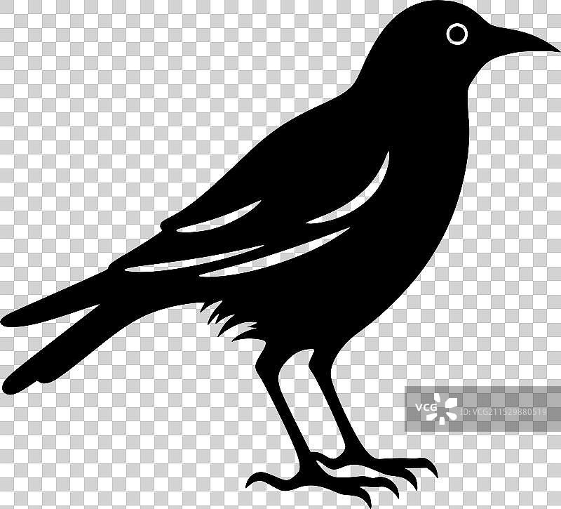 乌鸦 - 高质量标志 - 适合T恤使用图片素材