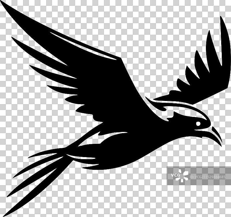 黑白色的海燕图片素材