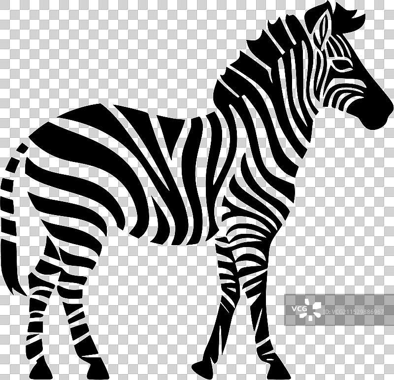 斑马 - 黑白相间图片素材